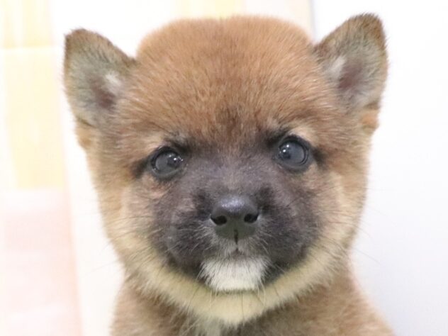 大阪府の豆柴 (アミーゴ鳳店/2025年11月10日生まれ/男の子/赤)の子犬の2枚目の画像