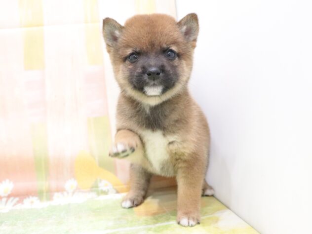 大阪府の豆柴 (アミーゴ鳳店/2025年11月10日生まれ/男の子/赤)の子犬の3枚目の画像