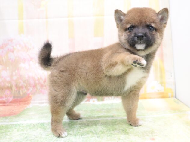 大阪府の豆柴 (アミーゴ鳳店/2025年11月10日生まれ/男の子/赤)の子犬の4枚目の画像