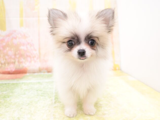 大阪府のハーフ犬・ミックス犬 (アミーゴ鳳店/2025年11月3日生まれ/女の子/ホワイトクリーム)の子犬の2枚目の画像