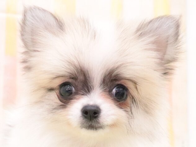 大阪府のハーフ犬・ミックス犬 (アミーゴ鳳店/2025年11月3日生まれ/女の子/ホワイトクリーム)の子犬の3枚目の画像