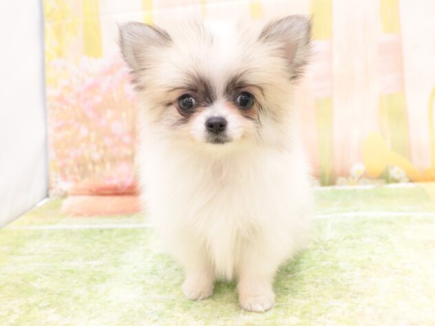 大阪府のハーフ犬・ミックス犬 (アミーゴ鳳店/2025年11月3日生まれ/女の子/ホワイトクリーム)の子犬の4枚目の画像