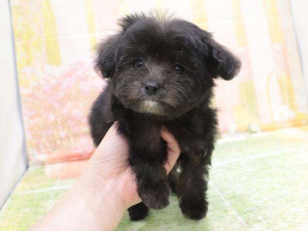 大阪府のハーフ犬・ミックス犬 (アミーゴ鳳店/2025年11月8日生まれ/男の子/シルバー)の子犬の3枚目の画像