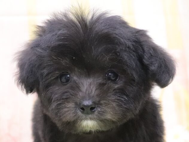 大阪府のハーフ犬・ミックス犬 (アミーゴ鳳店/2025年11月8日生まれ/男の子/シルバー)の子犬の4枚目の画像