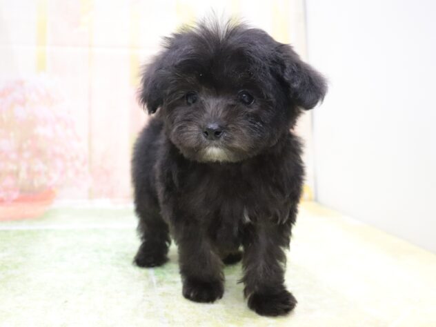 大阪府のハーフ犬・ミックス犬 (アミーゴ鳳店/2025年11月8日生まれ/男の子/シルバー)の子犬の2枚目の画像