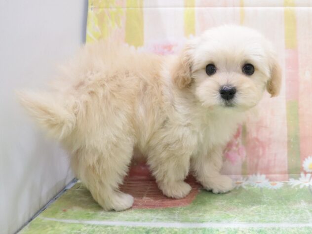 大阪府のハーフ犬・ミックス犬 (アミーゴ鳳店/2025年11月9日生まれ/男の子/クリーム)の子犬の2枚目の画像