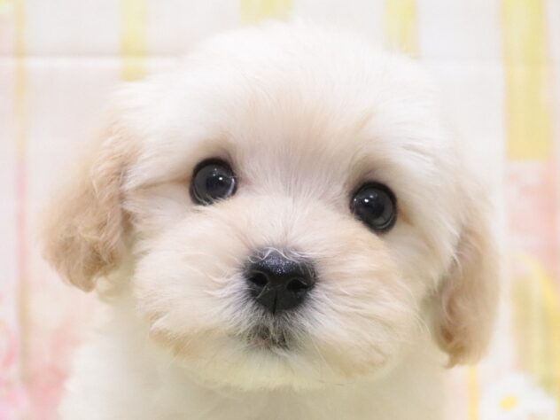 大阪府のハーフ犬・ミックス犬 (アミーゴ鳳店/2025年11月9日生まれ/男の子/クリーム)の子犬の3枚目の画像