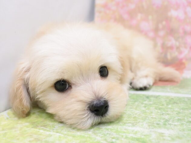 大阪府のハーフ犬・ミックス犬 (アミーゴ鳳店/2025年11月9日生まれ/男の子/クリーム)の子犬の4枚目の画像