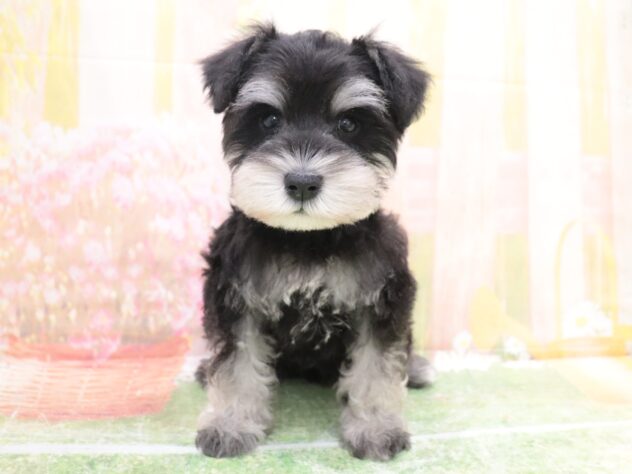 大阪府のミニチュアシュナウザー (アミーゴ鳳店/2025年11月6日生まれ/男の子/ブラックシルバー)の子犬の2枚目の画像