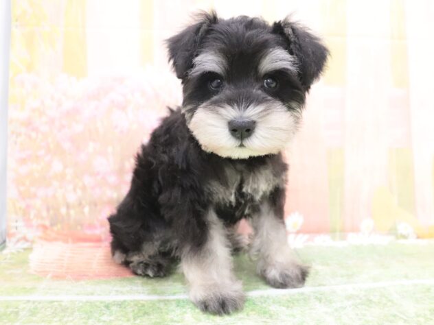 大阪府のミニチュアシュナウザー (アミーゴ鳳店/2025年11月6日生まれ/男の子/ブラックシルバー)の子犬の3枚目の画像