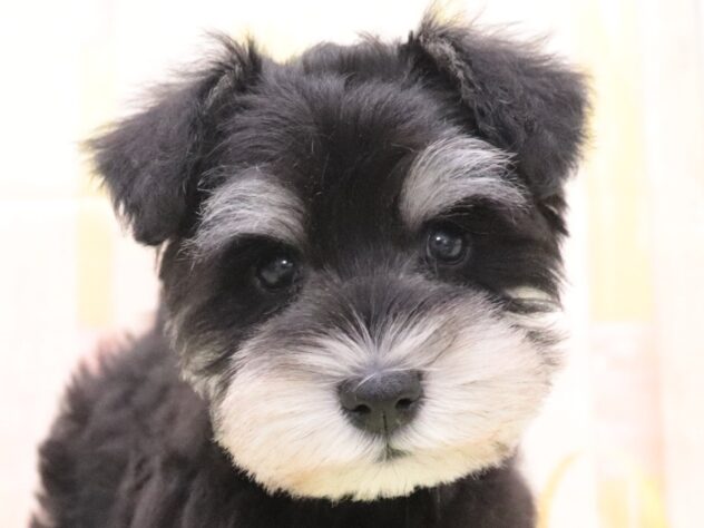 大阪府のミニチュアシュナウザー (アミーゴ鳳店/2025年11月6日生まれ/男の子/ブラックシルバー)の子犬の4枚目の画像