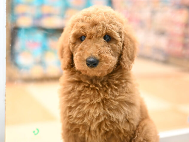 岡山県のスタンダードプードル (アミーゴ大安寺店/2025年11月17日生まれ/女の子/レッド)の子犬の2枚目の画像