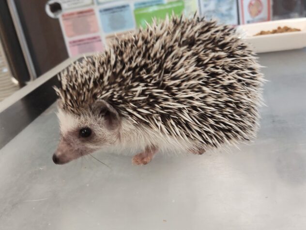 ハリネズミ/ノーマル | ペットワールド アミーゴ