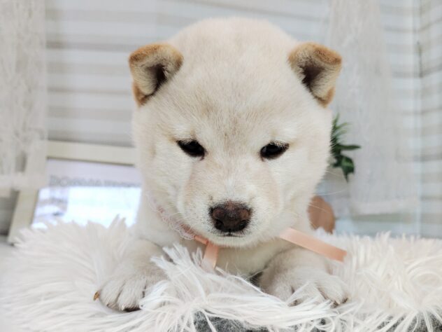 愛媛県の豆柴 (アミーゴ松山久米店/2025年11月18日生まれ/女の子/白)の子犬の3枚目の画像