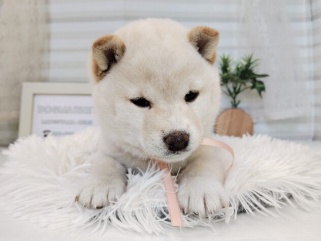 愛媛県の豆柴 (アミーゴ松山久米店/2025年11月18日生まれ/女の子/白)の子犬の2枚目の画像