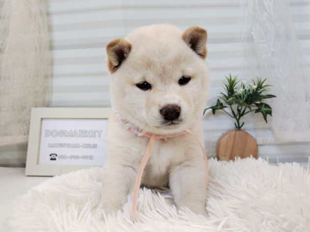 愛媛県の豆柴 (アミーゴ松山久米店/2025年11月18日生まれ/女の子/白)の子犬の1枚目の画像