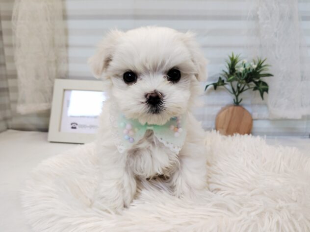 愛媛県のマルチーズ (アミーゴ松山久米店/2025年11月17日生まれ/女の子/ホワイト)の子犬の1枚目の画像