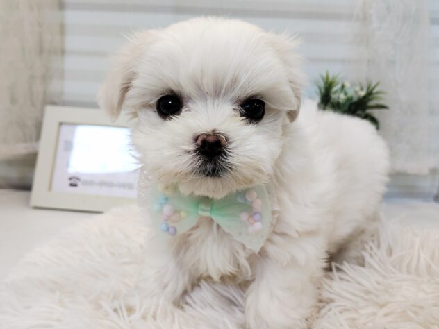 愛媛県のマルチーズ (アミーゴ松山久米店/2025年11月17日生まれ/女の子/ホワイト)の子犬の2枚目の画像