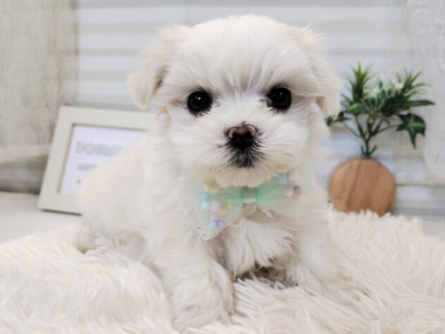 愛媛県のマルチーズ (アミーゴ松山久米店/2025年11月17日生まれ/女の子/ホワイト)の子犬の3枚目の画像