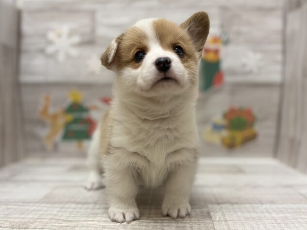 秋田県のウェルシュコーギーペンブローク (アミーゴ横手店/2025年10月23日生まれ/男の子/レッドホワイト)の子犬