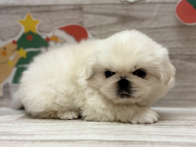 秋田県のペキニーズ (アミーゴ横手店/2025年10月30日生まれ/男の子/ホワイト)の子犬