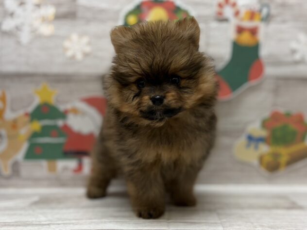 秋田県のポメラニアン (アミーゴ横手店/2025年10月29日生まれ/男の子/オレンジセーブル)の子犬