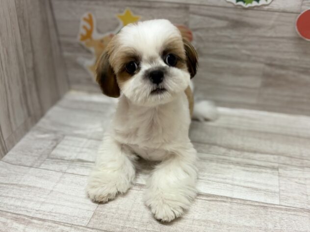 秋田県のシーズー (アミーゴ横手店/2025年8月26日生まれ/男の子/ホワイトゴールド)の子犬