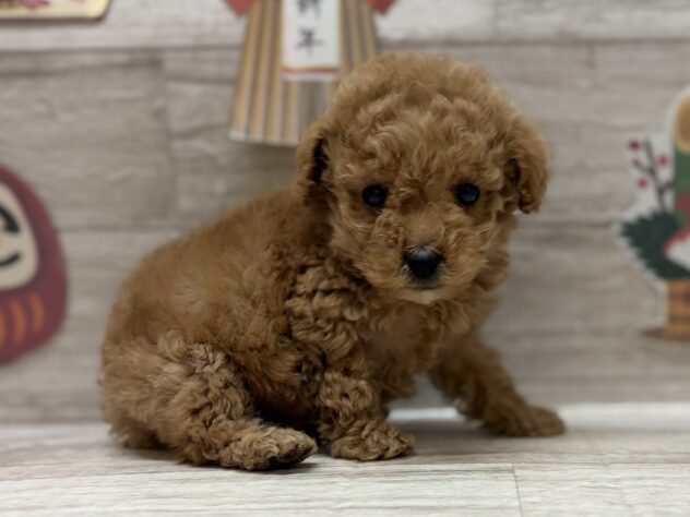 秋田県のトイプードル(トイ) (アミーゴ横手店/2025年11月1日生まれ/男の子/アプリコット)の子犬