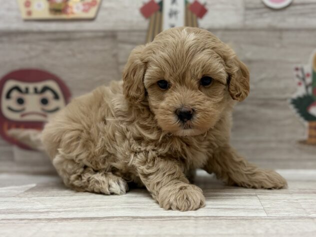 秋田県のハーフ犬・ミックス犬 (アミーゴ横手店/2025年11月12日生まれ/男の子/アプリコットホワイト)の子犬