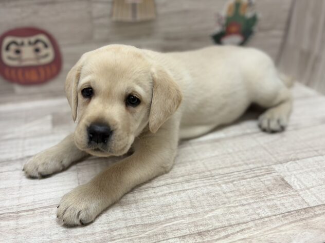岩手県のラブラドールレトリーバー (アミーゴ一関店/2026年11月17日生まれ/男の子/イエロー)の子犬