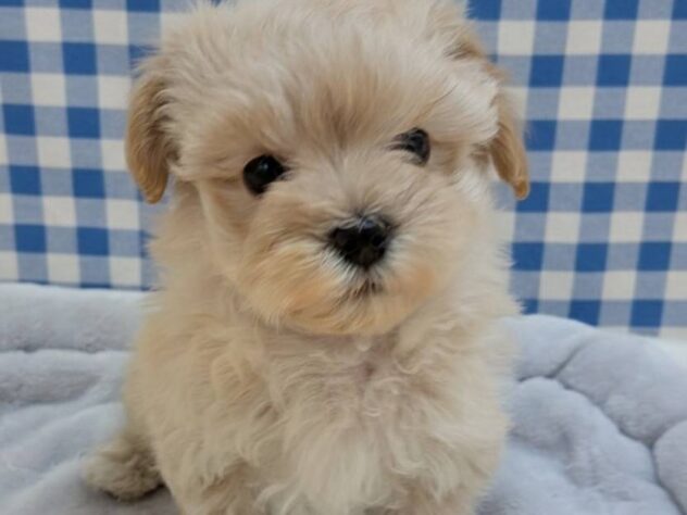 福島県のハーフ犬・ミックス犬 (アミーゴ福島南店/2025年11月3日生まれ/男の子/アプリコット)の子犬