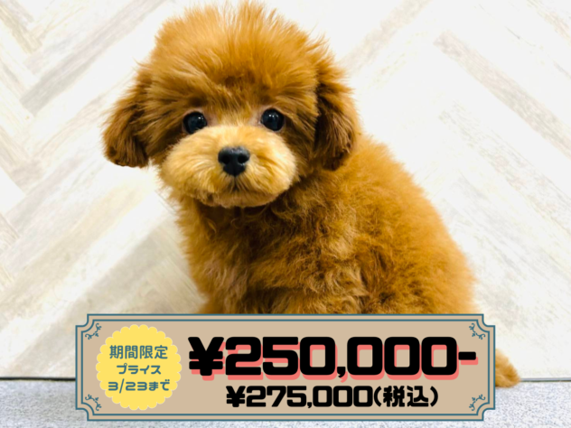 岡山県のトイプードル(トイ) (アミーゴ水島店/2025年11月10日生まれ/男の子/レッドフォーン)の子犬の1枚目の画像