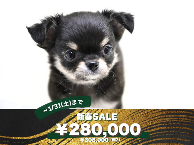 岡山県のチワワ(ロング) (アミーゴ大安寺店/2025年11月18日生まれ/女の子/ブラックタンホワイト)の子犬