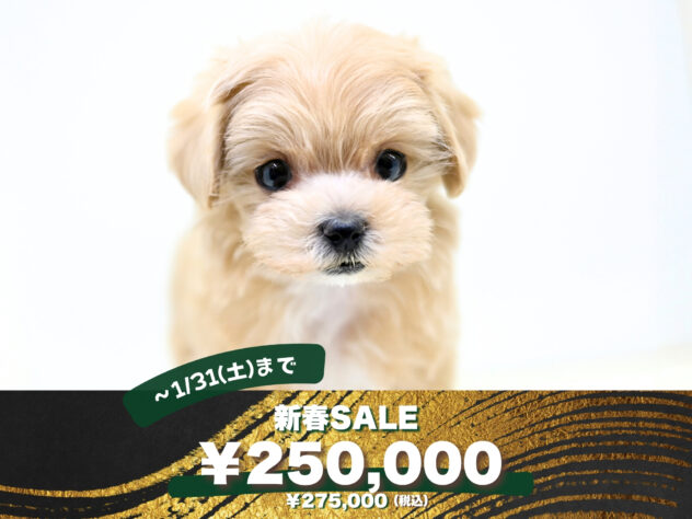 岡山県のハーフ犬・ミックス犬 (アミーゴ大安寺店/2025年11月9日生まれ/女の子/クリーム)の子犬