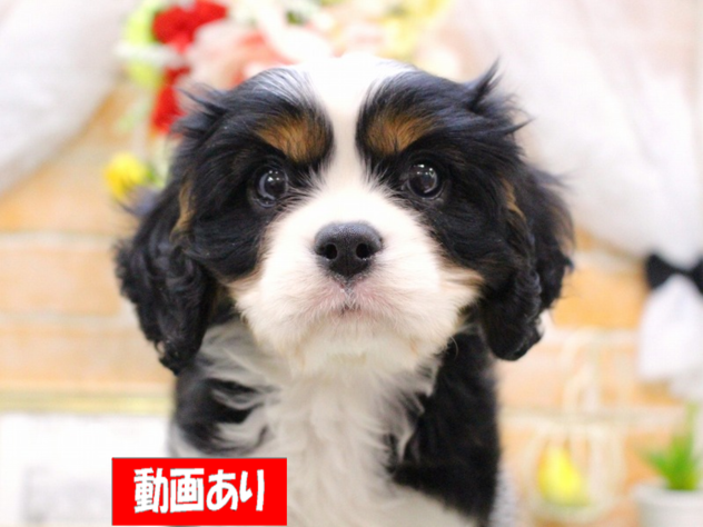 兵庫県のキャバリアキングチャールズスパニエル (ペット・プラザ アミーゴ三田店/2025年11月23日生まれ/男の子/トライカラー)の子犬の1枚目の画像