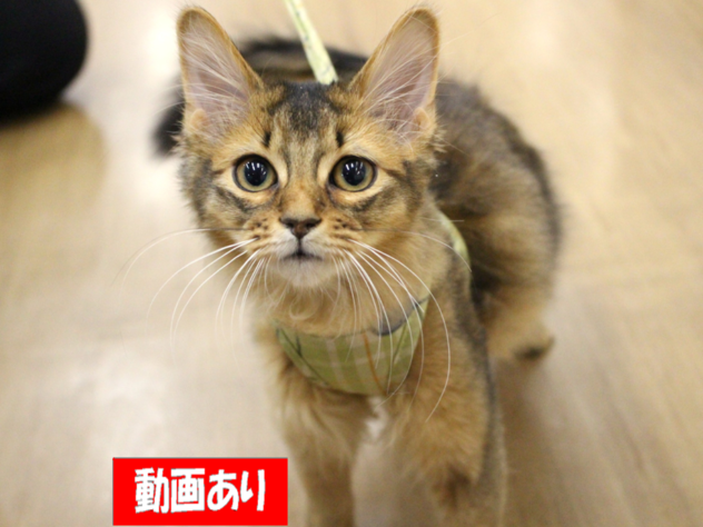 兵庫県のソマリ (ペット・プラザ アミーゴ三田店/2025年9月1日生まれ/男の子/ルディ)の子猫の1枚目の画像
