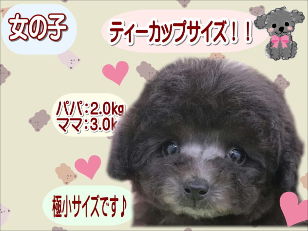 大阪府のトイプードル(トイ) (アミーゴ鳳店/2025年11月19日生まれ/女の子/シルバー)の子犬の1枚目の画像