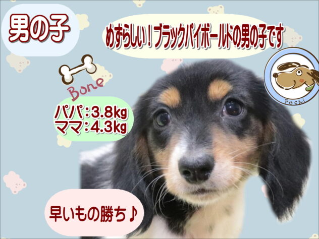 大阪府のミニチュアダックスフンド(ロング) (アミーゴ鳳店/2025年11月22日生まれ/男の子/ブラックタン)の子犬