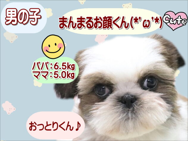 大阪府のシーズー (アミーゴ鳳店/2025年11月26日生まれ/男の子/ゴールドホワイト)の子犬の1枚目の画像