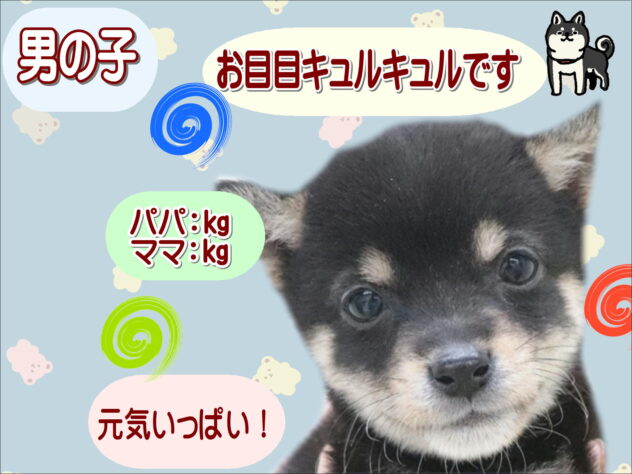 大阪府の豆柴 (アミーゴ鳳店/2025年11月9日生まれ/男の子/黒)の子犬の1枚目の画像