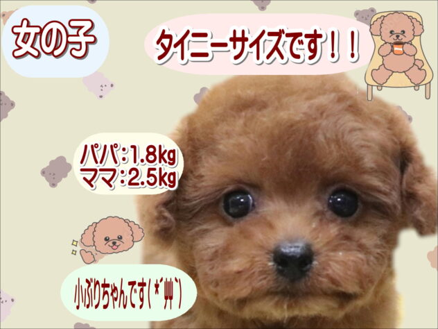 大阪府のトイプードル(トイ) (アミーゴ鳳店/2025年10月6日生まれ/女の子/レッドフォーン)の子犬の1枚目の画像