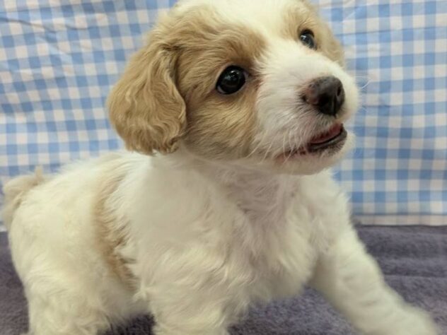 福島県のハーフ犬・ミックス犬 (アミーゴ福島南店/2025年11月25日生まれ/女の子/パーティーカラー)の子犬の2枚目の画像