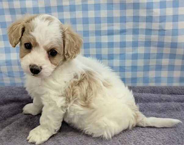 福島県のハーフ犬・ミックス犬 (アミーゴ福島南店/2025年11月25日生まれ/女の子/パーティーカラー)の子犬の1枚目の画像