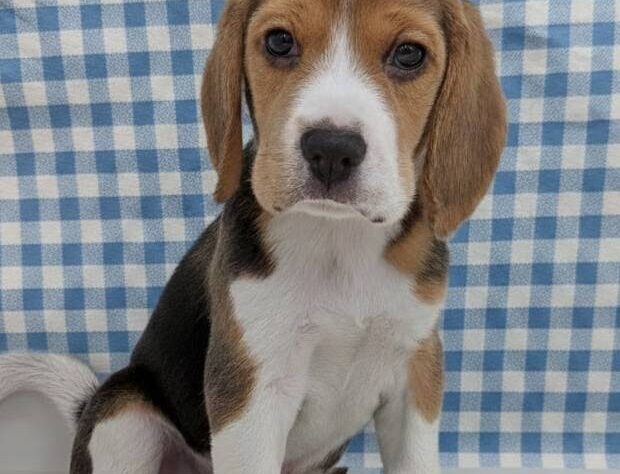 福島県のビーグル (アミーゴ福島南店/2025年11月24日生まれ/男の子/ブラックタンホワイト)の子犬