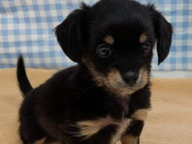 福島県のハーフ犬・ミックス犬 (アミーゴ福島南店/2025年11月27日生まれ/男の子/ブラックタン)の子犬