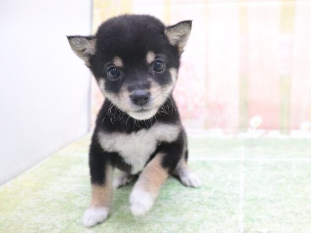 大阪府の豆柴 (アミーゴ鳳店/2025年11月9日生まれ/男の子/黒)の子犬の3枚目の画像