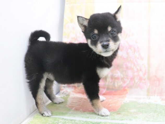 大阪府の豆柴 (アミーゴ鳳店/2025年11月9日生まれ/男の子/黒)の子犬の2枚目の画像