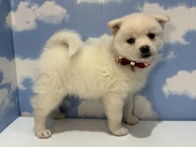 山形県のハーフ犬・ミックス犬 (アミーゴ山形南店/2025年11月22日生まれ/女の子/白)の子犬の2枚目の画像