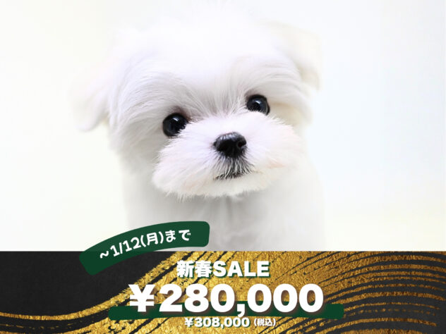 岡山県のマルチーズ (アミーゴ大安寺店/2025年10月14日生まれ/男の子/ホワイト)の子犬の1枚目の画像