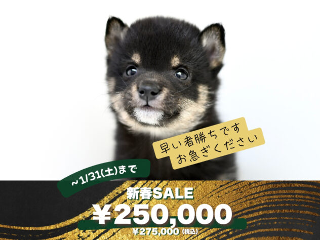 岡山県の豆柴 (アミーゴ大安寺店/2025年11月24日生まれ/女の子/黒)の子犬の1枚目の画像